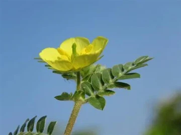 3 milions de càpsules d'extracte de Tribulus enviades a Sèrbia, Europa