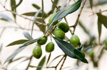 El 10 de febrer, 200 kg d'hidroxitirosol es van enviar a Irlanda.